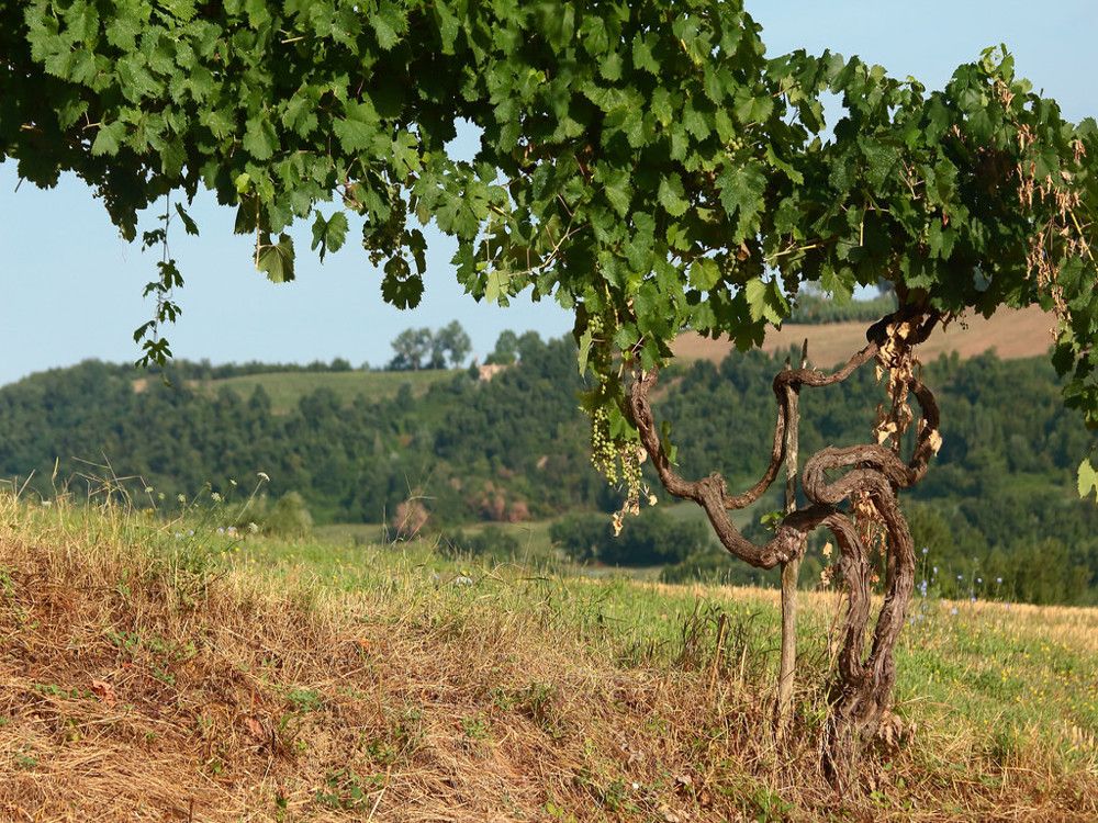 Vignes souvenirs Rome vins Frascati