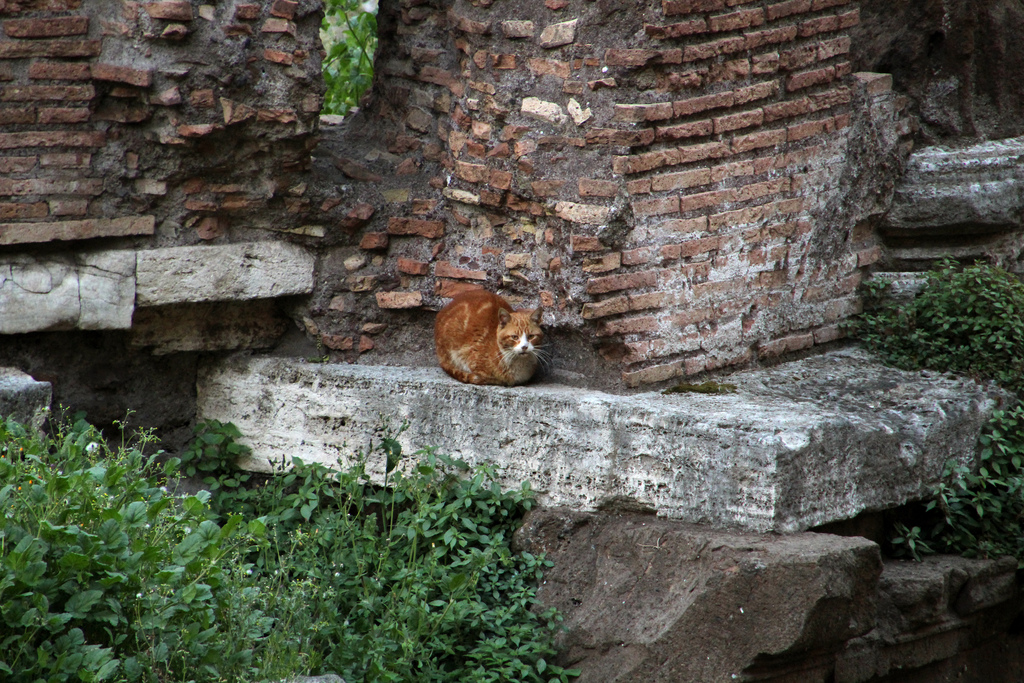 travaux chats rome largo di torre argentina